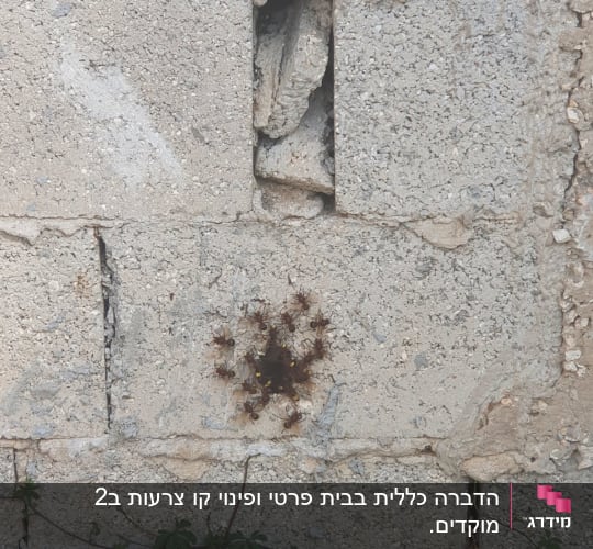 קבוצת חרקים על קיר בטון עם צמחייה